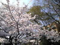 f:id:Magnoliarida:20080328092200j:image