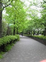 f:id:Magnoliarida:20080426212426j:image