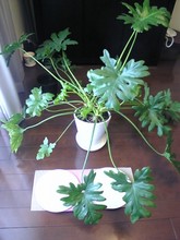 f:id:Magnoliarida:20080720224050j:image