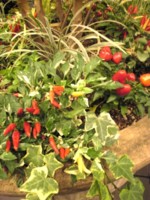 f:id:Magnoliarida:20080921003311j:image