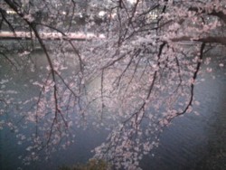 f:id:Magnoliarida:20090403230851j:image