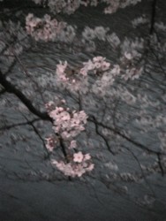 f:id:Magnoliarida:20090403230854j:image