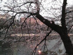 f:id:Magnoliarida:20090403230856j:image