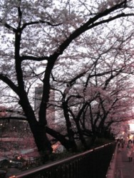 f:id:Magnoliarida:20090403230857j:image f:id:Magnoliarida:20090403230857j:image