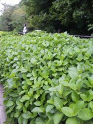 f:id:Magnoliarida:20090517000154j:image