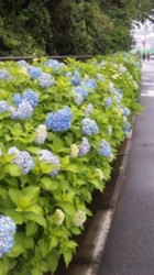 f:id:Magnoliarida:20090531002029j:image