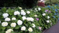 f:id:Magnoliarida:20090614015309j:image