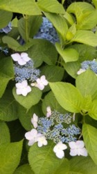 f:id:Magnoliarida:20090614015330j:image