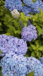 f:id:Magnoliarida:20090614015346j:image