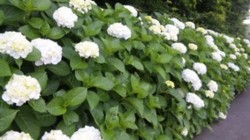 f:id:Magnoliarida:20090614015404j:image