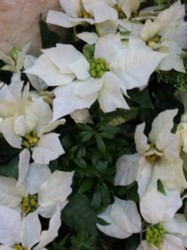 f:id:Magnoliarida:20091114192822j:image f:id:Magnoliarida:20091114192822j:image