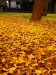 f:id:Magnoliarida:20091205010302j:image