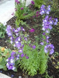 f:id:Magnoliarida:20100326235717j:image