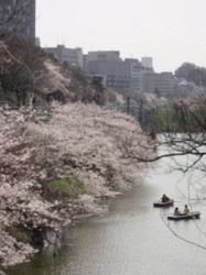 f:id:Magnoliarida:20100404001045j:image