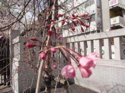 f:id:Magnoliarida:20100404001046j:image