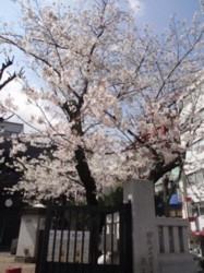 f:id:Magnoliarida:20100404001047j:image