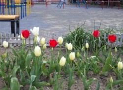 f:id:Magnoliarida:20100404001052j:image