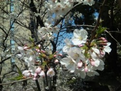 f:id:Magnoliarida:20100404001053j:image