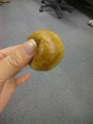 f:id:Magnoliarida:20100409165231j:image