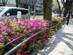 f:id:Magnoliarida:20100501004136j:image