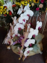 f:id:Magnoliarida:20100516101902j:image