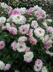 f:id:Magnoliarida:20100523213907j:image