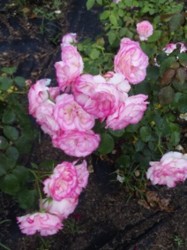 f:id:Magnoliarida:20100523213908j:image