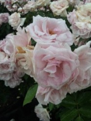 f:id:Magnoliarida:20100523213909j:image