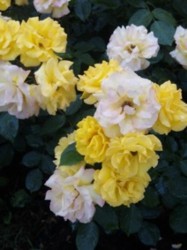 f:id:Magnoliarida:20100523213910j:image