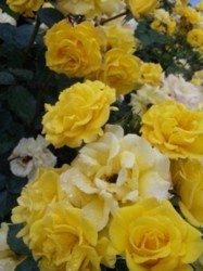 f:id:Magnoliarida:20100523213911j:image