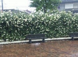 f:id:Magnoliarida:20100523213912j:image