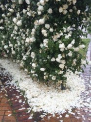 f:id:Magnoliarida:20100523213913j:image f:id:Magnoliarida:20100523213913j:image