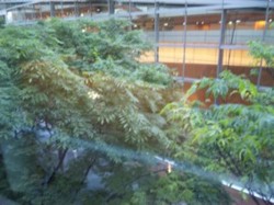 f:id:Magnoliarida:20100603005812j:image f:id:Magnoliarida:20100603005812j:image