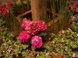 f:id:Magnoliarida:20100603005814j:image