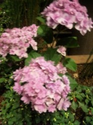 f:id:Magnoliarida:20100603005816j:image