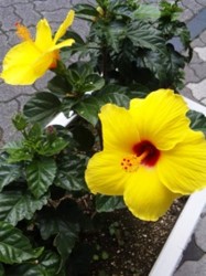 f:id:Magnoliarida:20100630213123j:image f:id:Magnoliarida:20100630213123j:image