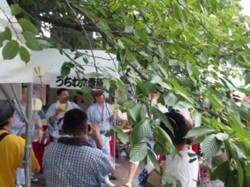 f:id:Magnoliarida:20100808223535j:image