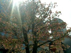 f:id:Magnoliarida:20100815214742j:image