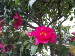 f:id:Magnoliarida:20110103225715j:image