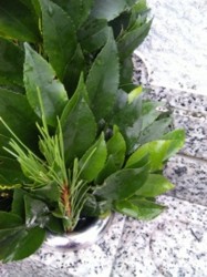 f:id:Magnoliarida:20110103225718j:image