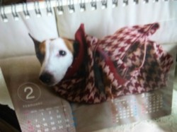 f:id:Magnoliarida:20110131220940j:image