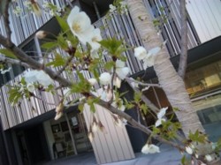 f:id:Magnoliarida:20110405154359j:image