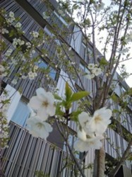 f:id:Magnoliarida:20110405154400j:image