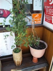 f:id:Magnoliarida:20110406020105j:image