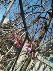 f:id:Magnoliarida:20110406020107j:image