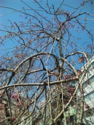 f:id:Magnoliarida:20110406020108j:image