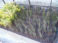 f:id:Magnoliarida:20110406020109j:image