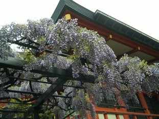 f:id:Magnoliarida:20110505235306j:image