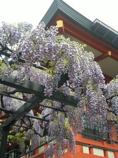 f:id:Magnoliarida:20110505235307j:image