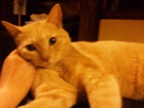 f:id:Magnoliarida:20110505235459j:image